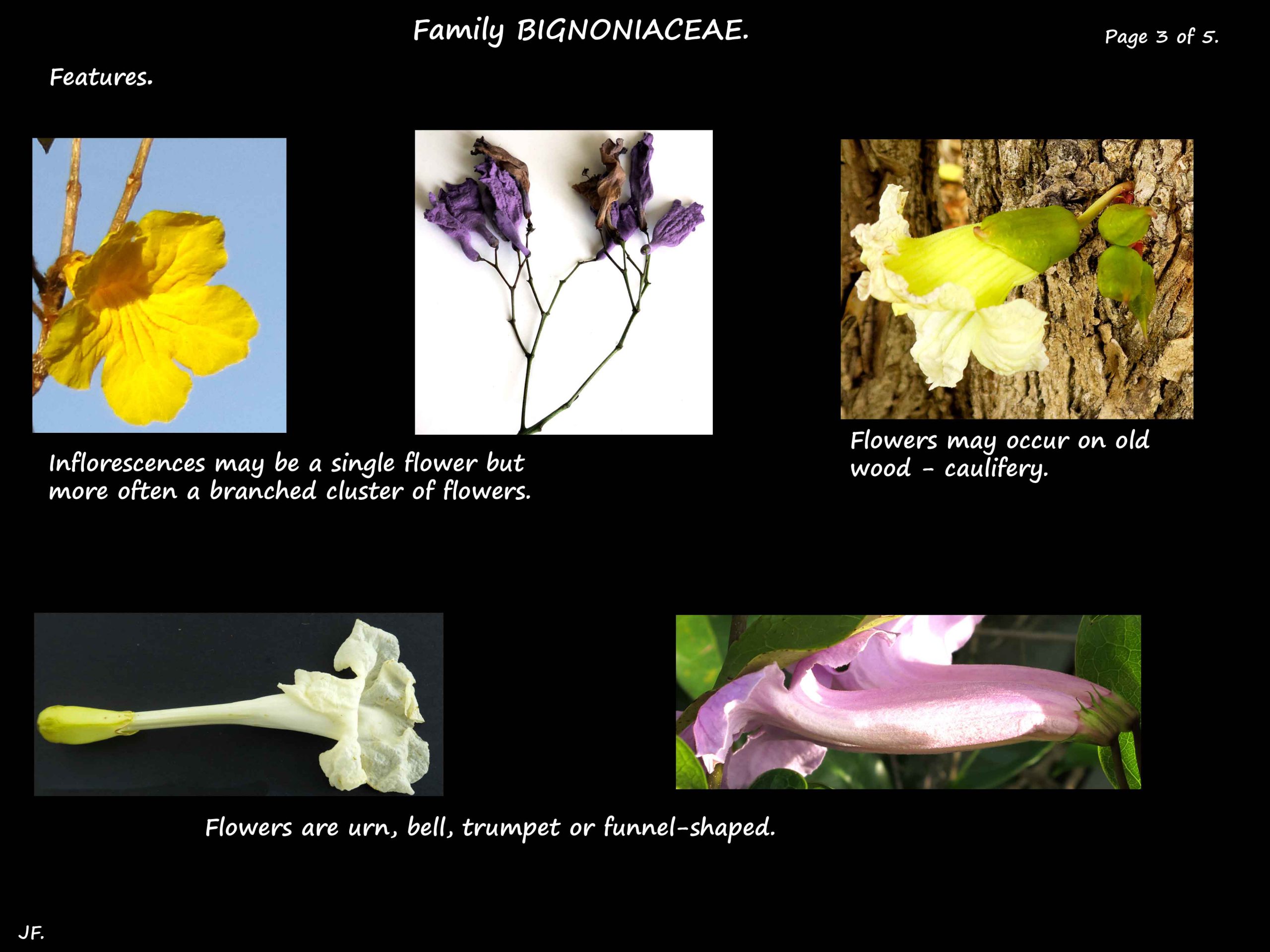 3 Bignoniaceae flowers